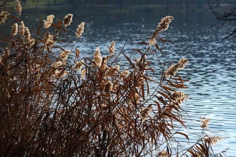 plante bune pentru respiratie